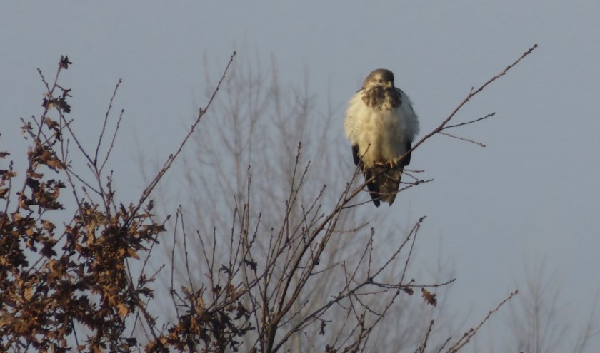 Scandinavische buizerd.