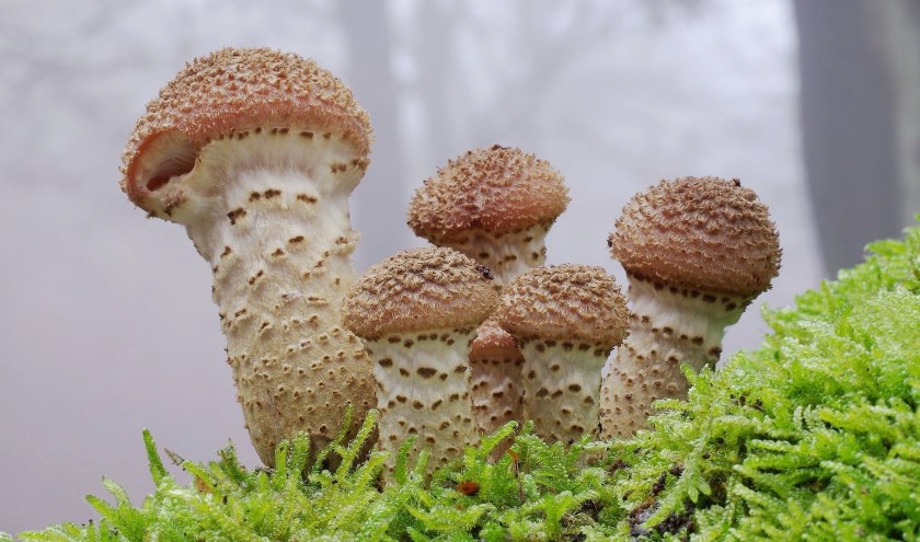 Honingzwammen. (foto: Natuurmonumenten)
