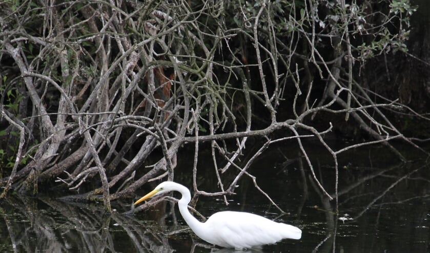 16 september. Een wadende, naar prooi zoekende grote zilverreiger, genomen vanuit de vogelhut. (foto: Henk van der Kooij)