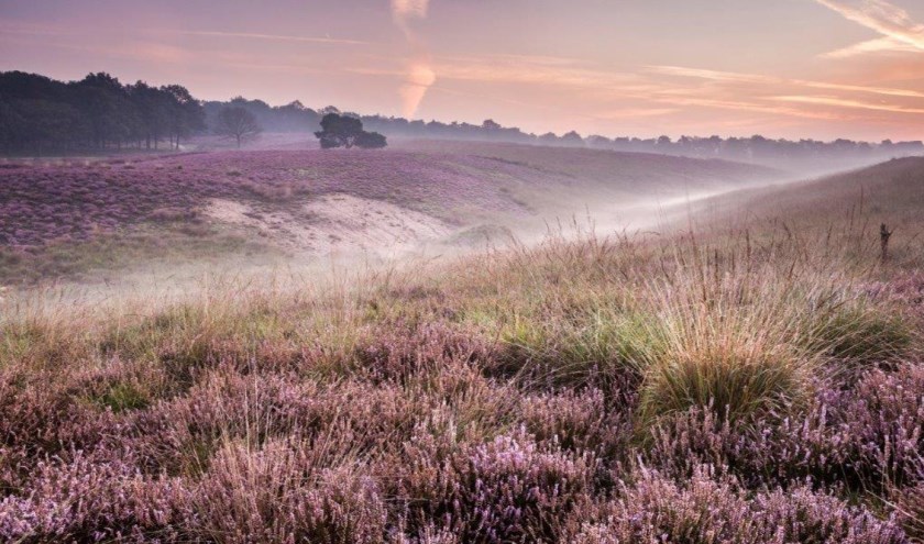 Mookerheide. (foto: Bob Luijks/Natuurportret)