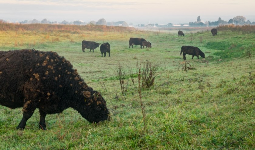 Positief effect natuurlijke begrazing in de Gelderse Poort. (foto: Fokko Erhart)