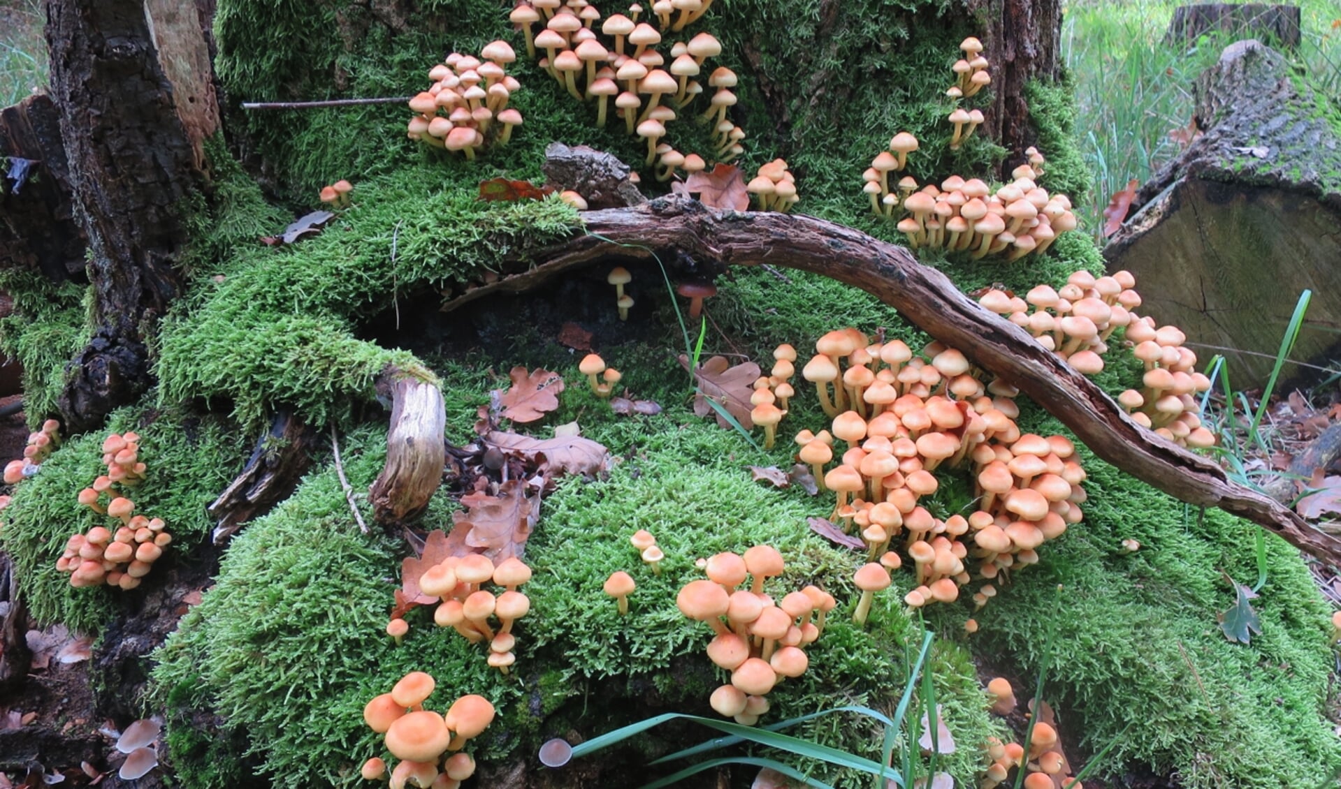 Boomstronk met paddenstoelen. (foto: IVN Rijk van Nijmegen)