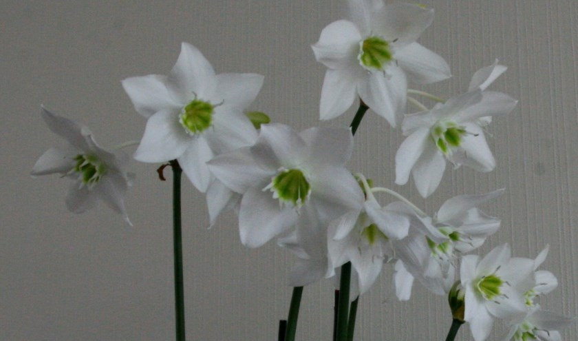 Eucharis bloemen. (foto: Jeanette Creteer)