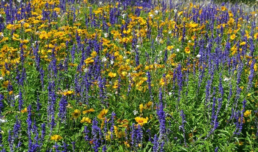 Wilde bloemen.