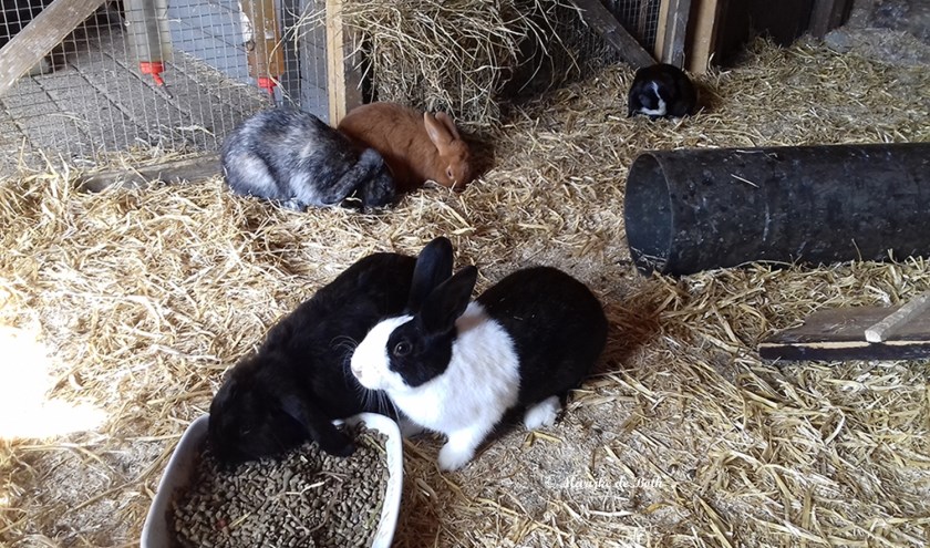 Konijnen van de kinderboerderij. (foto: Marijke de Both)