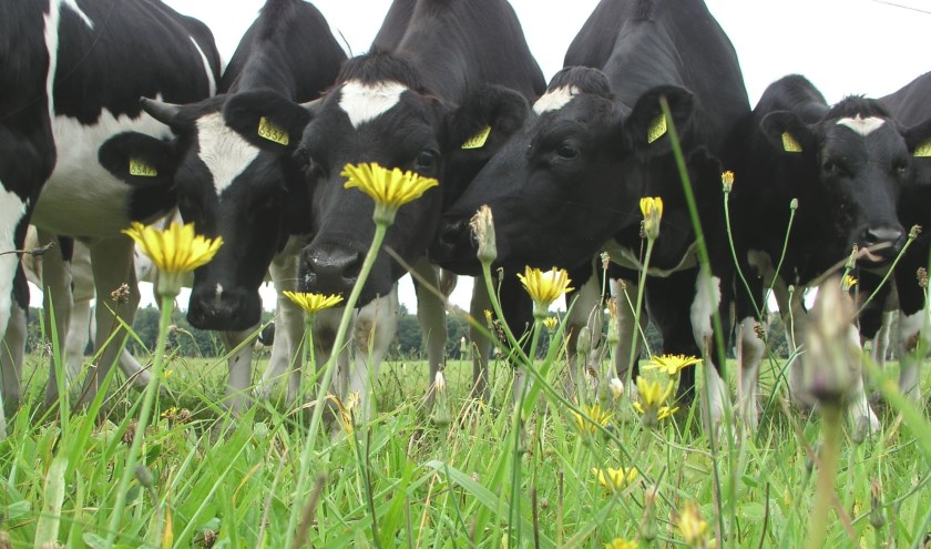 Koeien in kruidenrijk grasland. (foto: Rob Geerts)