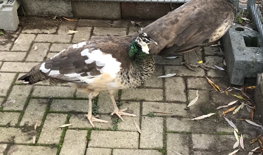 Zelfs één wit pluimpje.