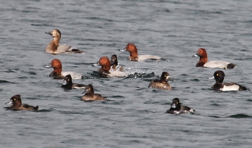 28 september. Vier mannetjes en één vrouwtje Tafeleend tussen de Kuifeenden in de Marspolder. (foto: Henk van der Kooij)