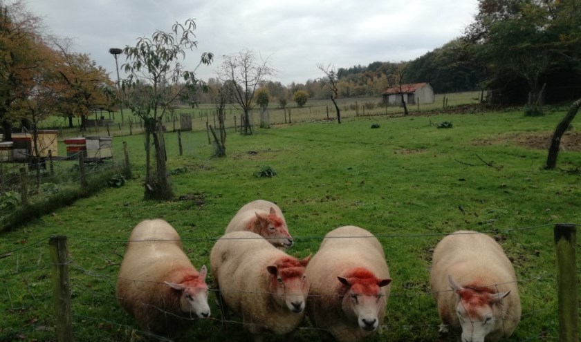 Lammetjes in de lente? (foto: Rob Moret)
