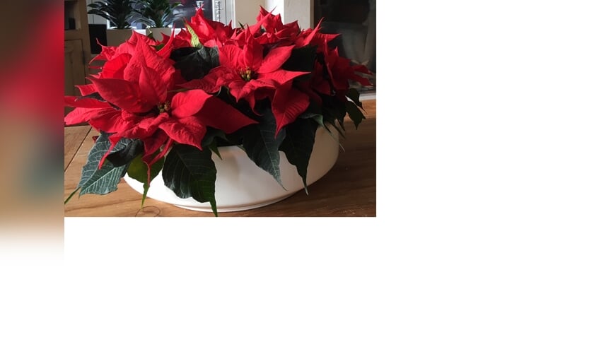 Kerststerren in schaal. (foto: Alberdien Langen)