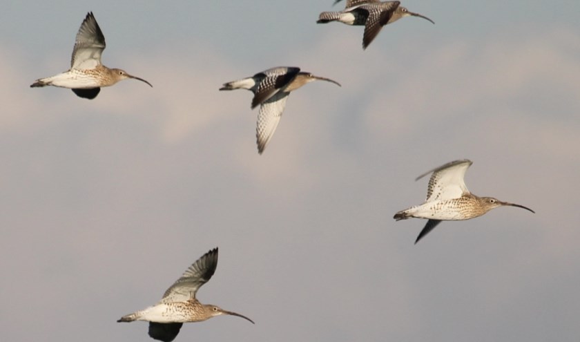 30 november. Vijf prachtige banaanvogels bij de Veerstoep te Ochten. (foto: Henk van der Kooij)