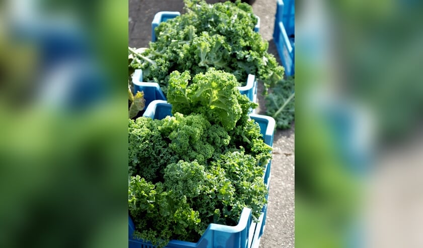 Verse boerenkool van het land. (foto: Warmoes)