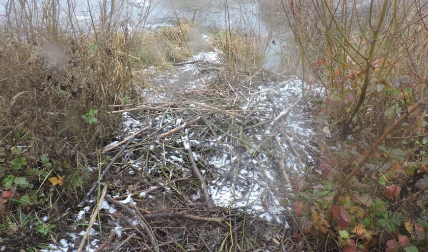 Winterlandschap. (foto: Gijsbert Peelen SLN)