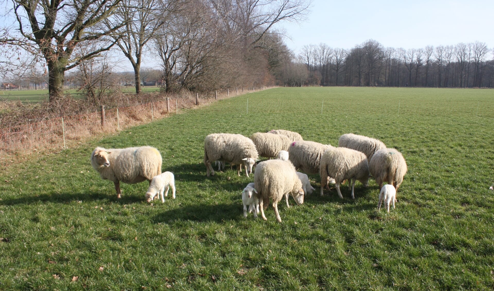 Lammetjes en ooien van het ras Kempische heideschaap op de wei. (foto: Bart Willers)