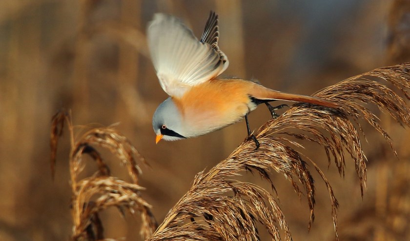 Baardmannetje. (foto: Koos Dansen)