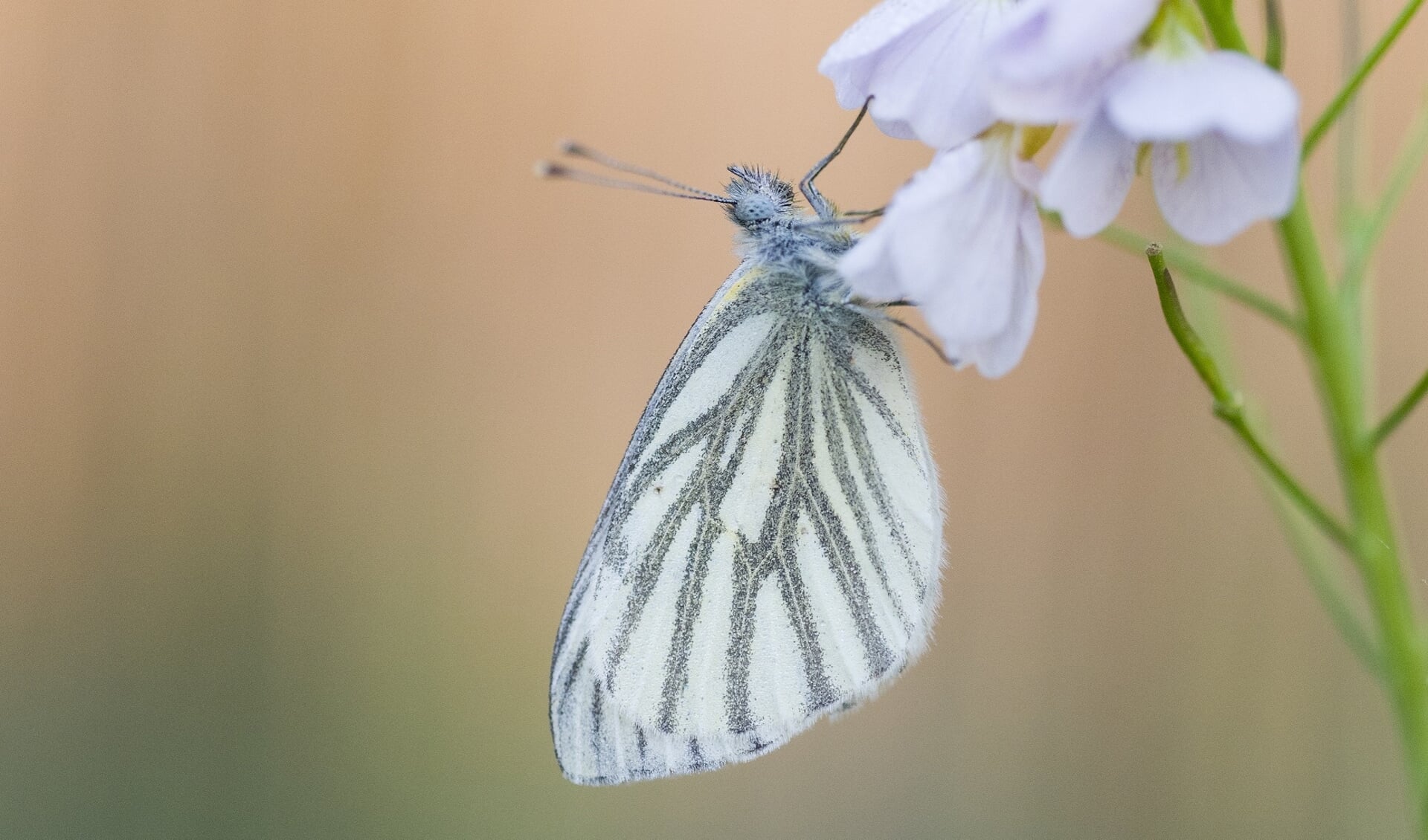 De vlinder 'geaderd witje'. (foto: Helma Groenen)