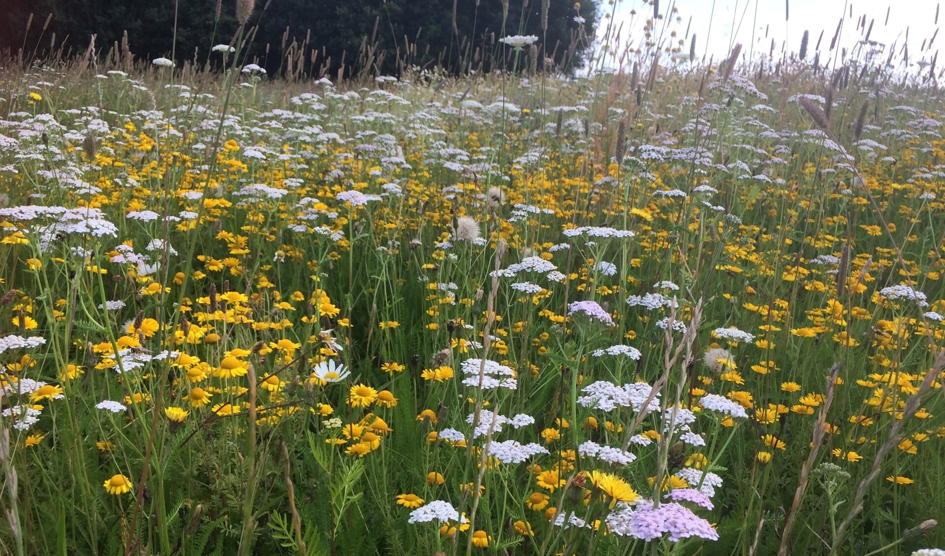 Cruydthoeck, bloemrijk stukje grond. (foto: Erik van de Ham)