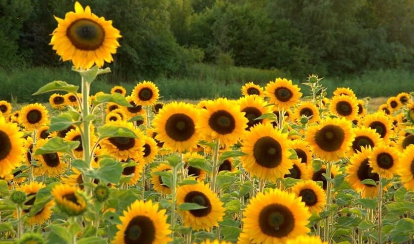 Zonnebloemen. (foto: Geldersch Landschap & Kasteelen)