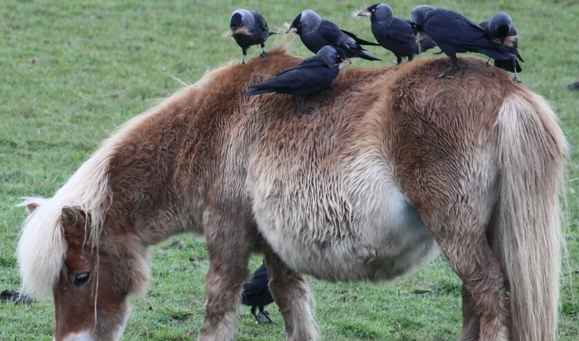 Rijnbandijk Kesteren. Een pony met in de aanbieding gratis nestbekleding. (foto: Henk van der Kooij)