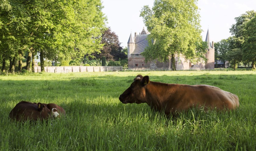 Hernen, koeien. (foto: Ton Rothengatter )