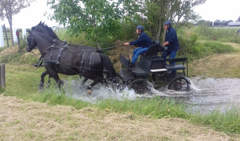 Tweespan Groninger paarden in de waterbak. (foto: Rient Ploeger)