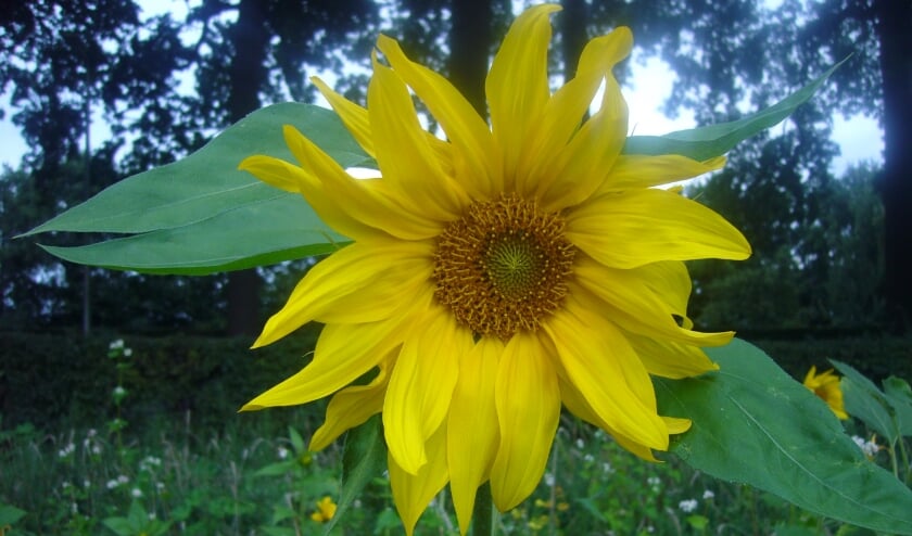 <p>zonnebloem</p>