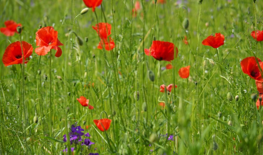 Kleurbloemenrijk