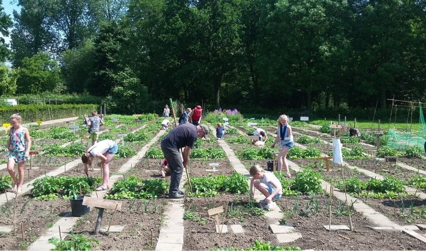 Moestuintjes Bemmel. (foto: Ewald Nijenhuis SLN)