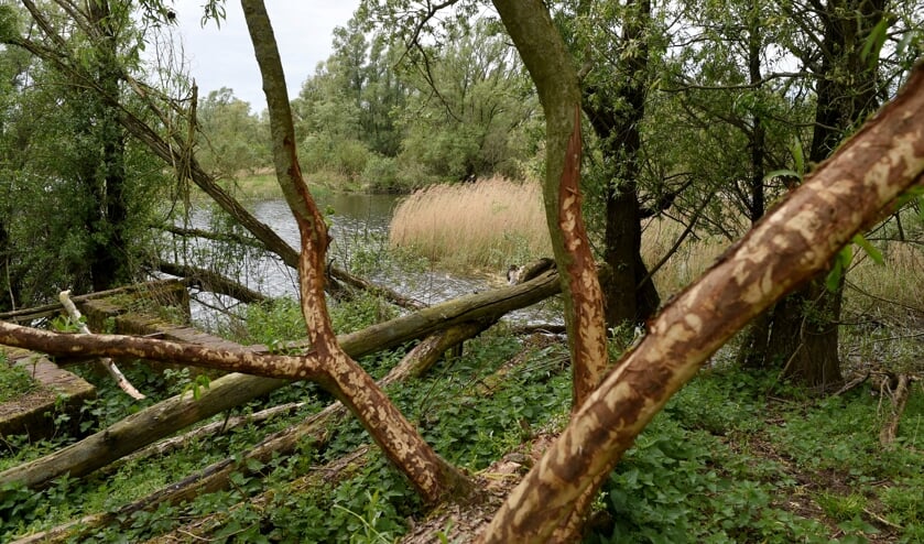 De uiterwaarden zijn voor de Japanse duizendknoop ideale gebieden om te vestigen, het rivierwater kan zaden in korte tijd over grote afstanden meevoeren. (foto: Sjaak Veldkamp)