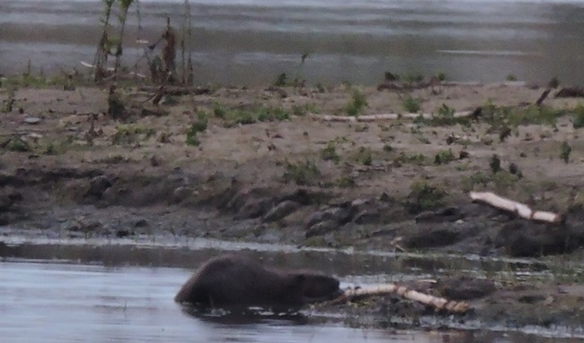 Bever. (foto: Gijsbert Peelen SLN)