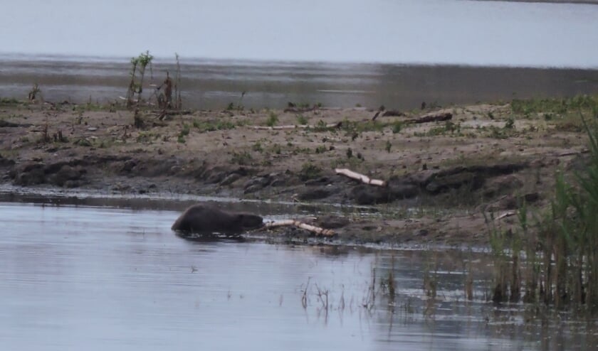 Bever. (foto: Gijsbert Peelen SLN)