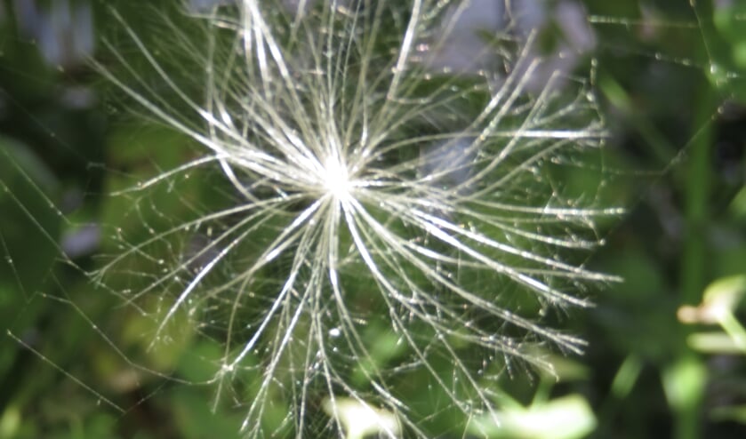 Zadenpluis tussen de planten.