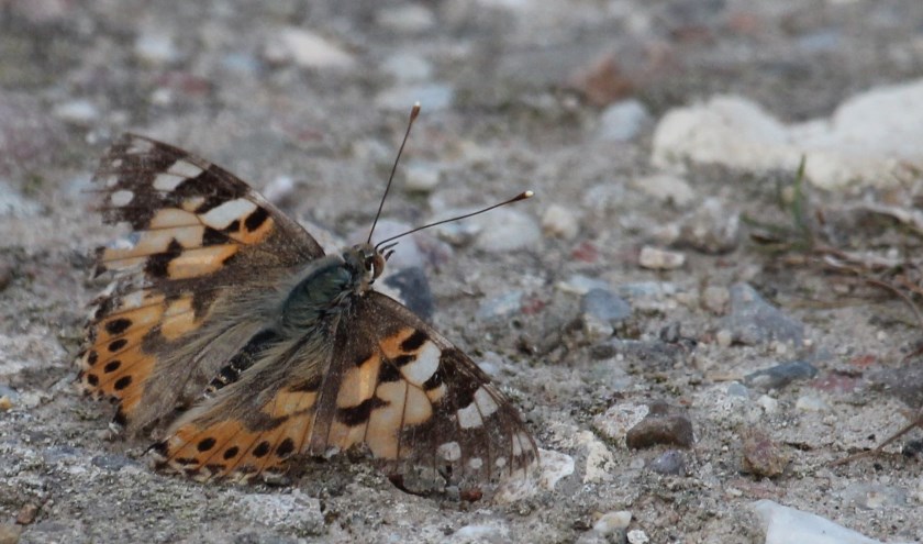24 juni Een Distelvlinder op klompenpad Tollewaard. De fleurige kleding is gerafeld door een lange reis.(foto: Henk van der Kooij)