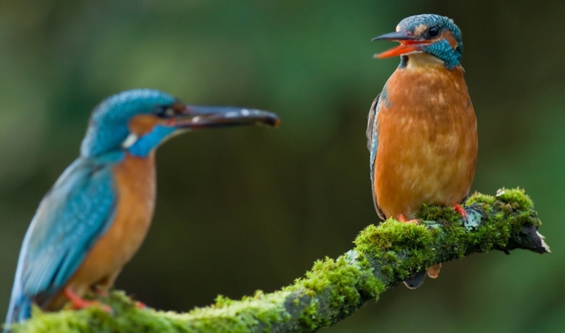 IJsvogel-kaa. (foto: Geldersch Landschap & Kasteelen)l