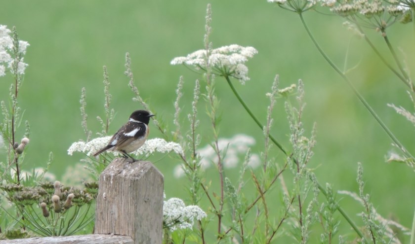 Roodborsttapuit. (foto: Gijsbert Peelen SLN)
