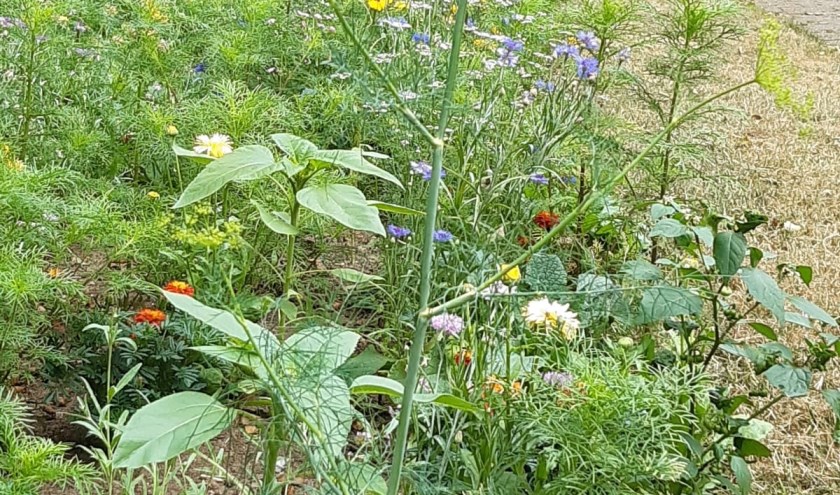 Bloemenstrook Groenewei begin augustus. (foto: Judith Ruhe)