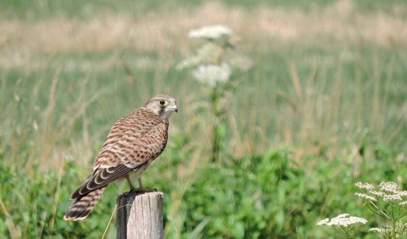 Torenvalk. (foto: Gijsbert Peelen SLN)