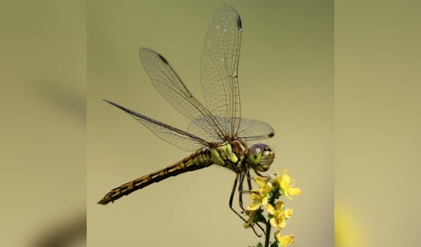 25 juli. Een glazenmaker (grote libelle) rustend op bloem van de gewone agrimonie. (foto: Henk van der Kooij)