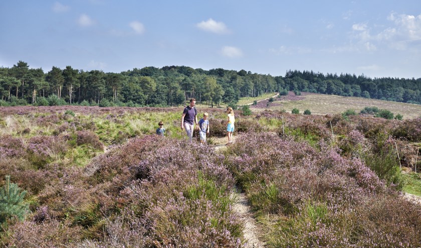 Mookerheide. (foto: Laurence Delderfield)
