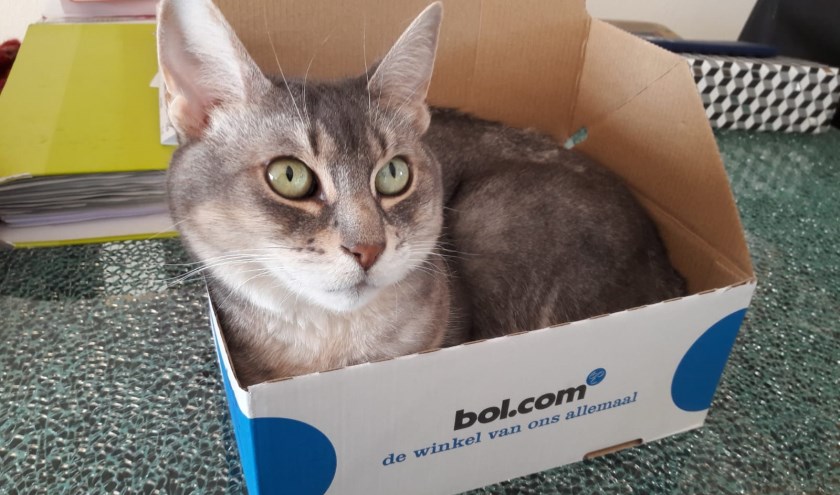 de Kat die vermist is