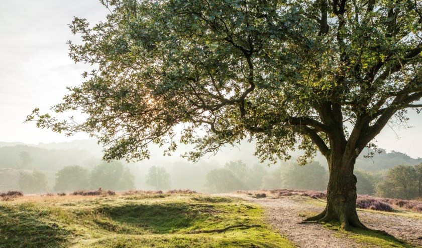 Mookerheide. (foto: Bob Luijks)