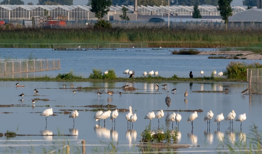 Waterijk in 2017. (foto: Herman Hendriks)