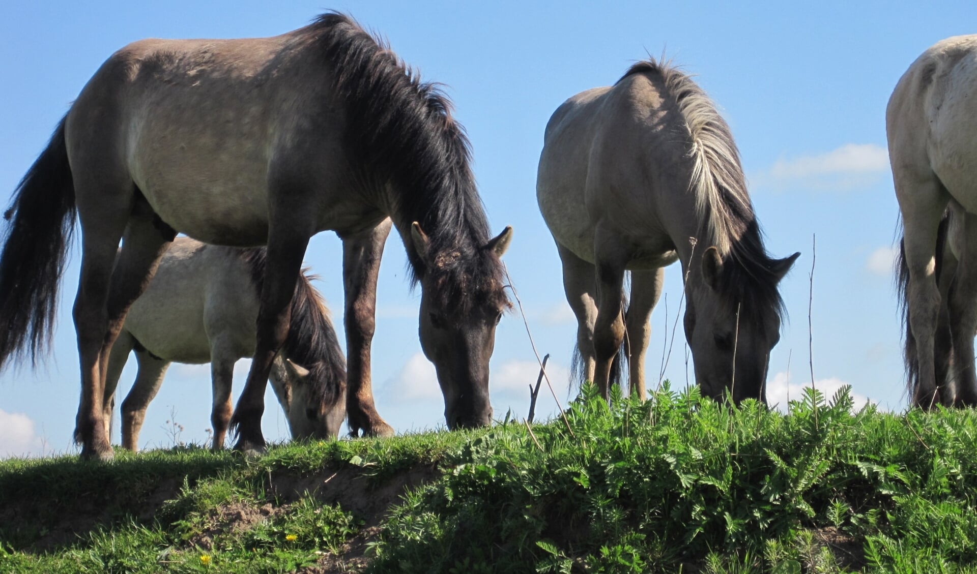 Paarden in de Klompenwaard. (foto: PR 3 Oever Festival)