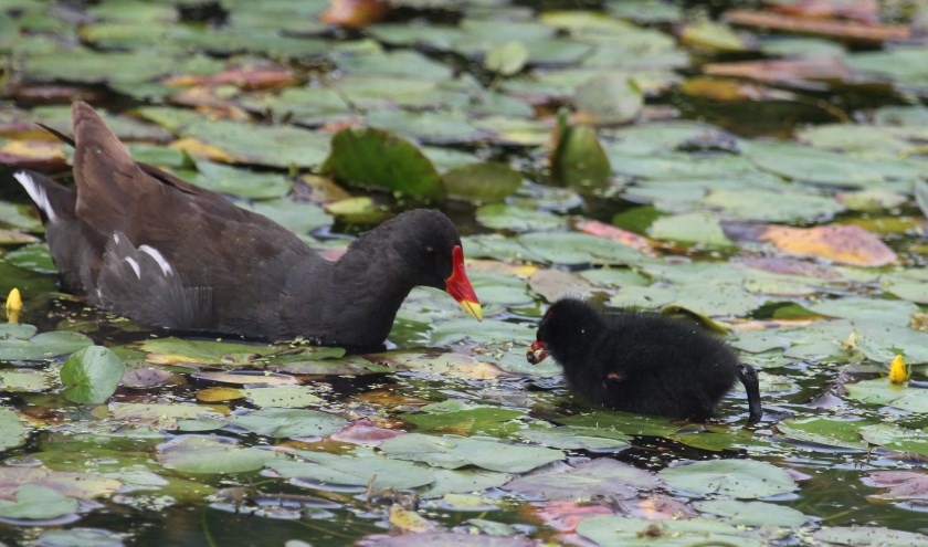 6 september. Waterhoen kijkt aandachtig naar jong dat voedsel gekregen heeft. De sloot is versierd met gele watergentiaan. (foto: Henk van der Kooij)