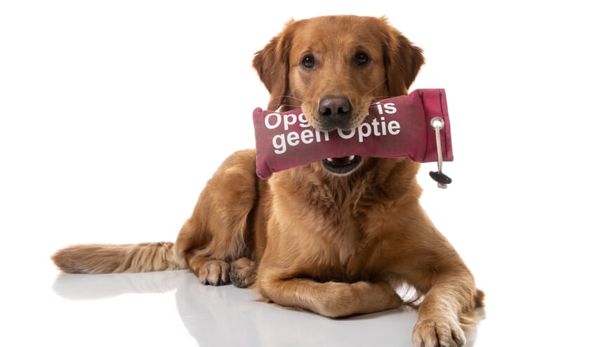 Foto in bijlage gemaakt door: Ron Baltus. (vrij van rechten opnamedatum 20.12.2019 hond Leia met dummy KWF opgeven is geen optie). (foto: Ron Baltus)