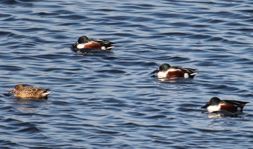 10 december 2019. Kleurrijke Slobbers (Slobeenden) op de Buitenwaai bij Opheusden. (foto: Henk van der Kooij)