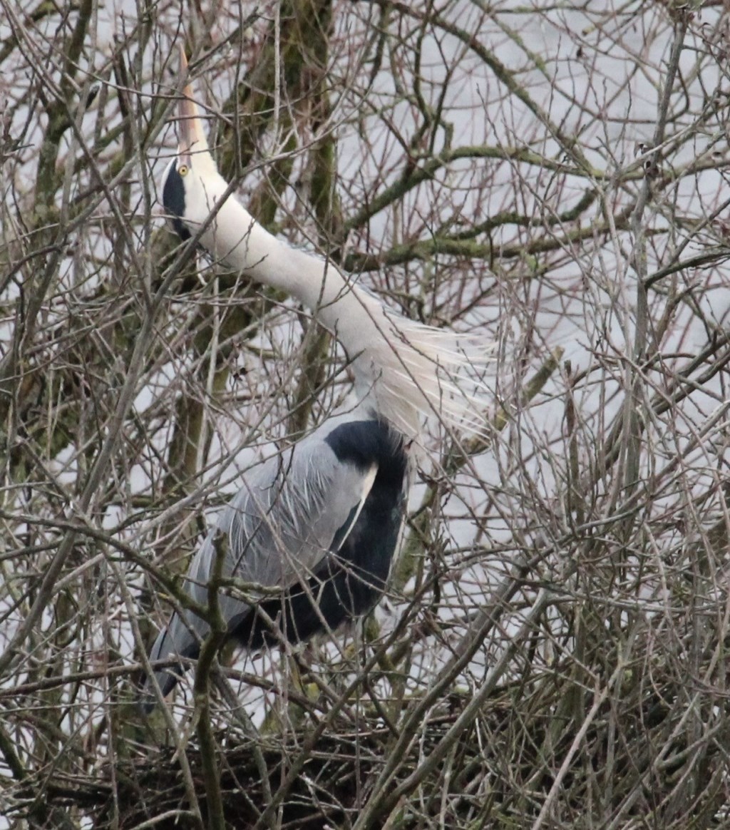 10 jan. Een prachtige volwassen Blauwe Reiger die de rekbeweging uitvoert voor een wijfje in de buurt.