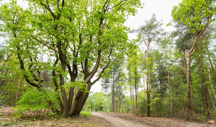 Zevenstammige eik. (foto: Twycer)