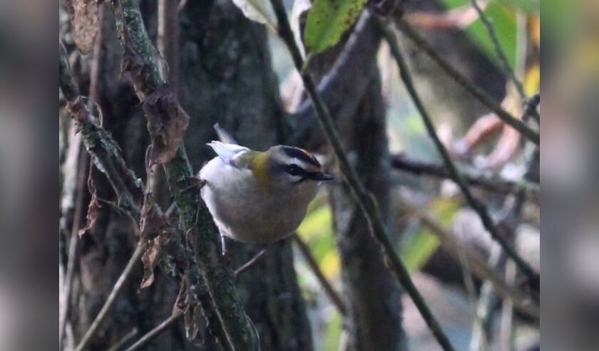 <p>9 november. Oog in oog met een Vuurgoudhaan: schitterend! (foto: Henk van der Kooij)</p>
