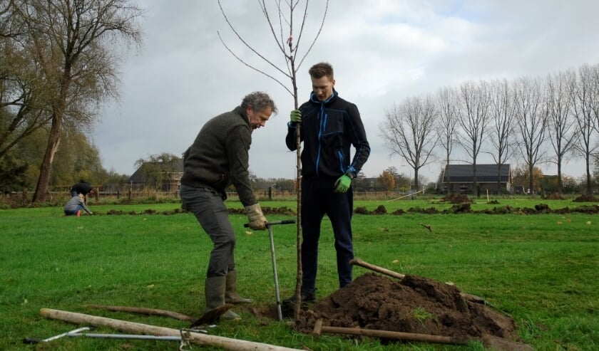 <p>Aanplant fruitboom. (foto: SLG)</p>